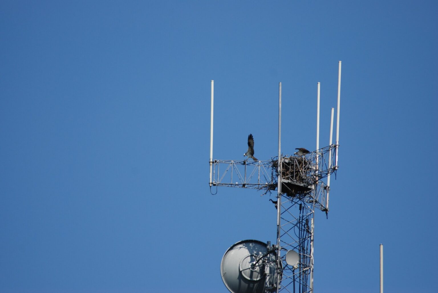 5 Most Common Satellite Reception Problems and how to Fix Them World