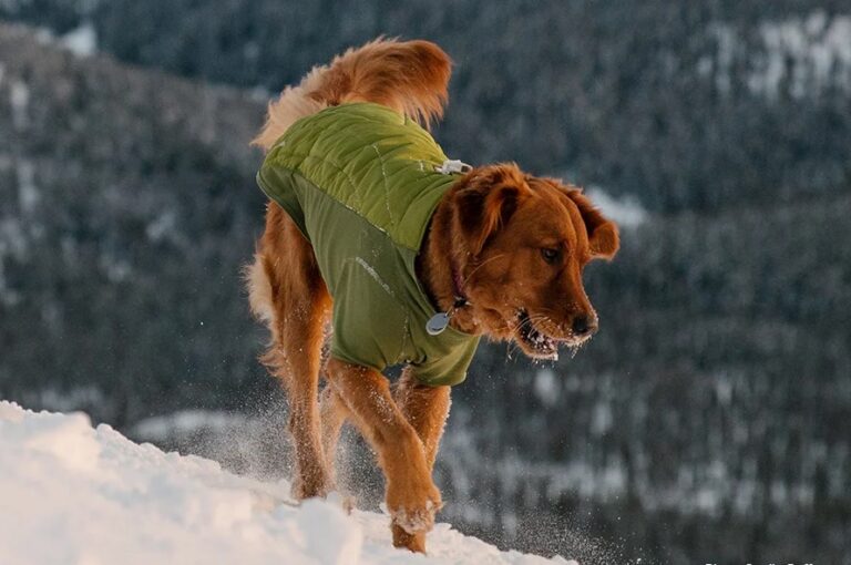 At What Temperature Should a Dog Wear a Coat 2024 Guide World