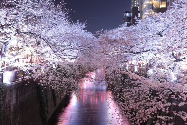 Cherry blossom