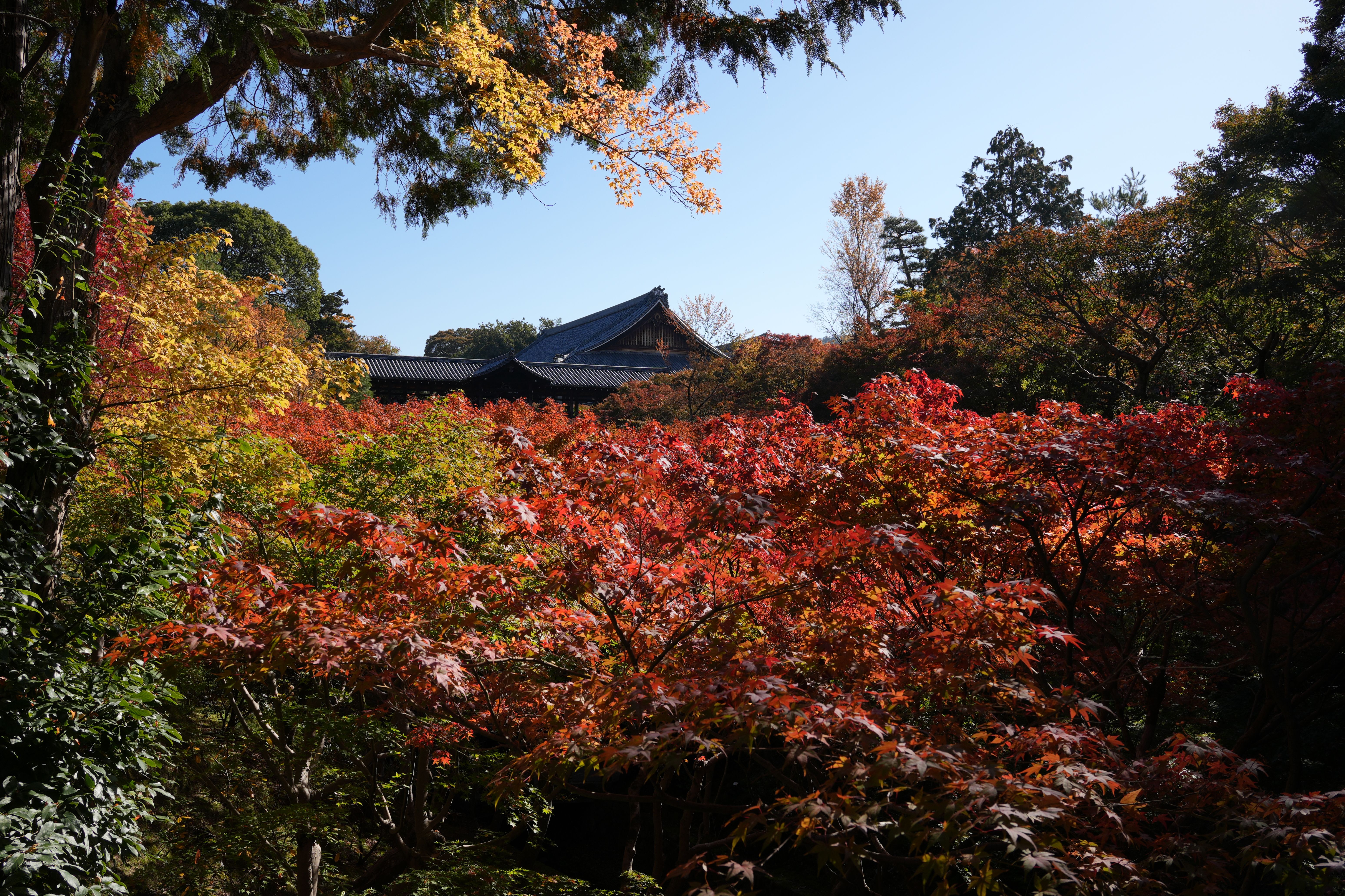 Vibrant autumn foliage at Tofuku-ji Temple in Kyoto, Japan during a fall Asia cruise